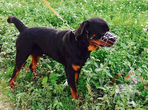 Resistente museruola indossata da Rottweiler