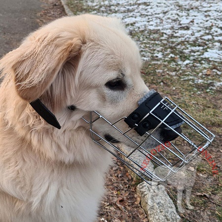 Resistente museruola per Golden Retriever