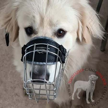 Resistente museruola per Golden Retriever