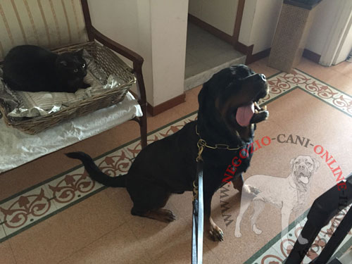 Comodo collare a catena per
Rottweiler