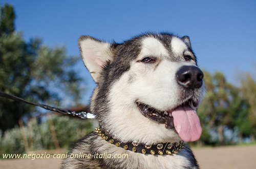Cane di razza Malamut con bellissimo collare in cuoio
indosso