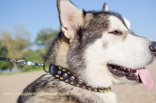 Collare in cuoio con decorazioni per cani di tutte le
taglie