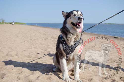 Confortevole pettorina in pelle con
decorazioni per cane di razza Malamut