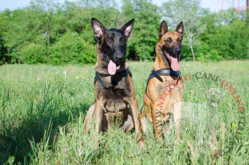 Cani di razza Malinois con comodissima
pettorina in pelle naturale