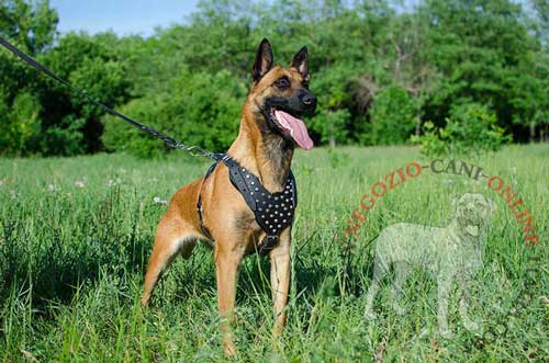 Cane di razza Malinois con bella e comoda pettorina
in cuoio indosso