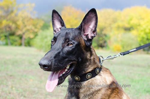 Collare decorato con borchie rotonde
indossato da Malinois