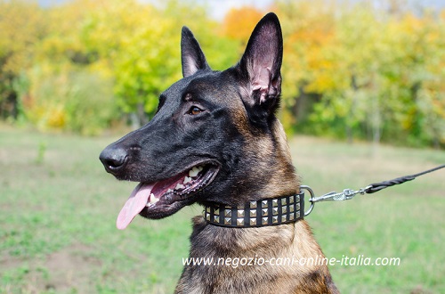 Collare in cuoio con borchie a piramidi
in acciaio indossato da Malinois