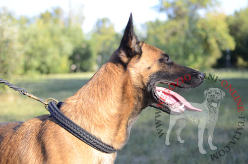 Collare in cuoio con striscia intrecciata
indossato da Malinois