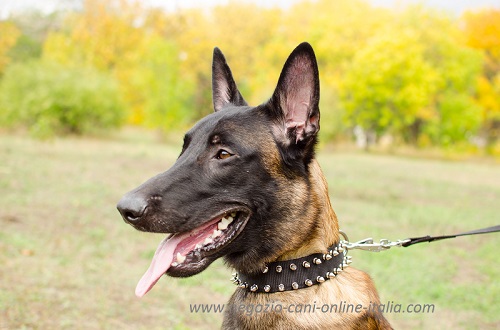 Collare decorato con borchie a punta
indossato da Malinois