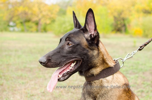 Malinois con classico collare
in pelle indosso