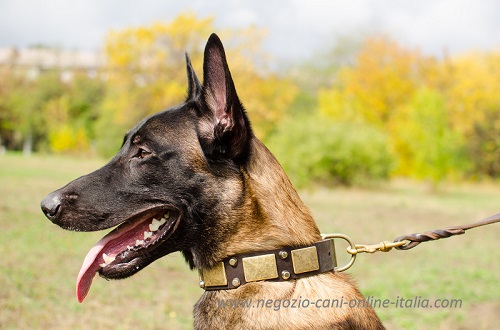 Elegante collare con decorazioni
indossato da Malinois