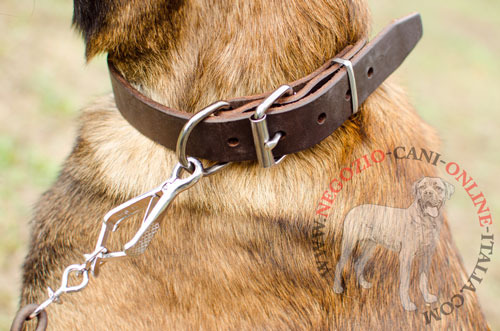 Malinois con collare in vera pelle
indosso