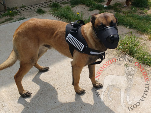 Malinois con sicura museruola indosso