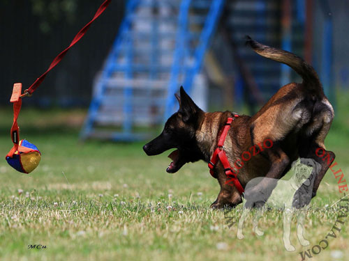 Tug in Tela Francese per formazione
del cane