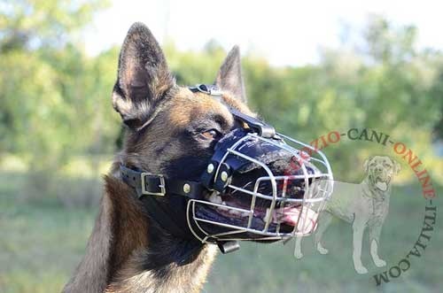 Museruola a cestello in metallo indossata da
Malinois