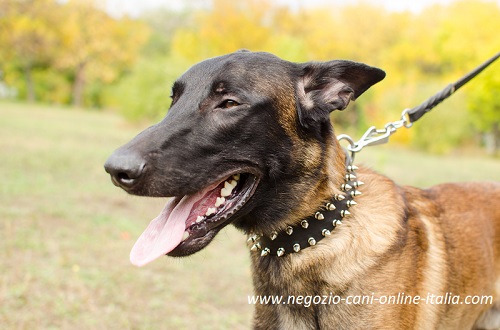 Malinois con eccellente collare
decorato di borchie a punta indosso