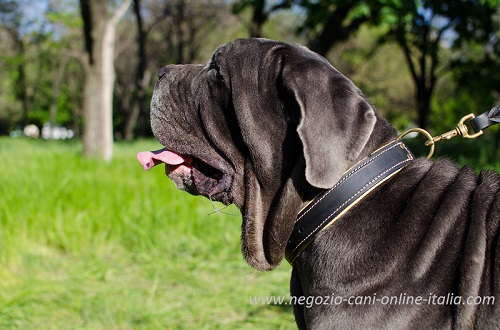 Comodo e resistente collare in cuoio indossato da Mastino Napoletano