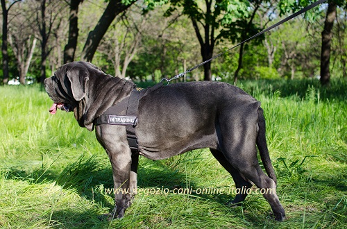 Pettorine cani personalizzate