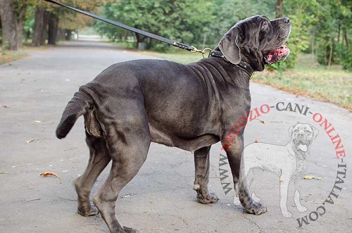 Splendido collare con decorazioni indossato da
Mastino Napoletano