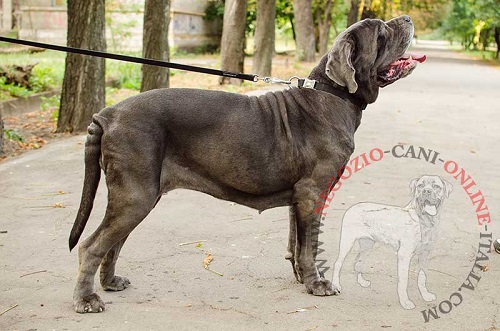 Collare in nylon a sgancio rapido indossato da
Mastino Napoletano