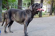 Elegante collare in pelle per Mastino Napoletano