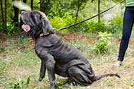 Moderno collare con piastrine e piramidi per Mastino Napoletano