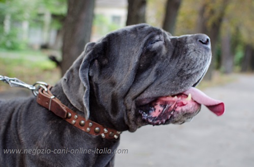 Mastino Napoletano con collare decorato di piramidi e
semisfere indosso