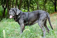 Resistente pettorina in pelle naturale per Mastino Napoletano