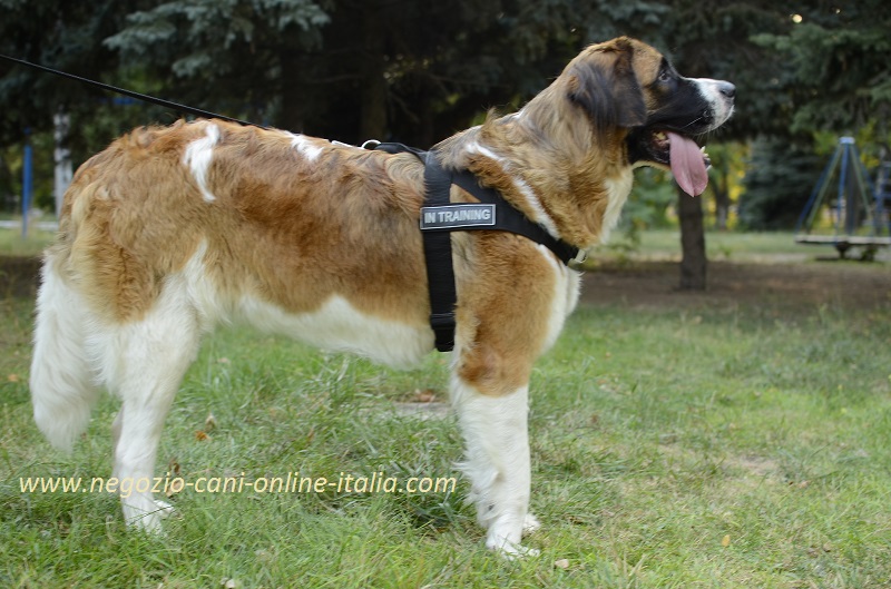 pettorina per cane / pettorina in nylon - €47.9