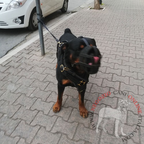 Museruola in pelle naturale per uscite con
Rottweiler