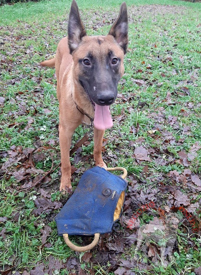 Cuneo da mordere in Tela
Francese per cane grande