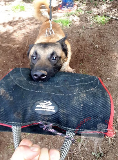 Manica protettiva per la formazione della presa del cane