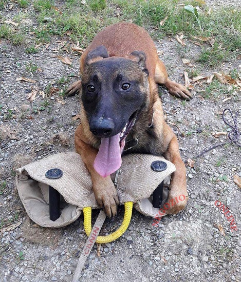 Manica protettiva in juta per formazione del
cane