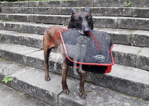 Manica protettiva per cane adulto