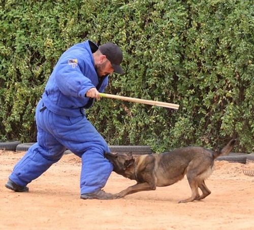 Tuta protettiva per gare sportive con cani