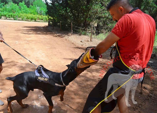 Manica protettiva
per addestramento del cane