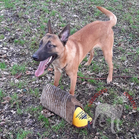 Manica protettiva in juta per l'addestramento del cane
giovane