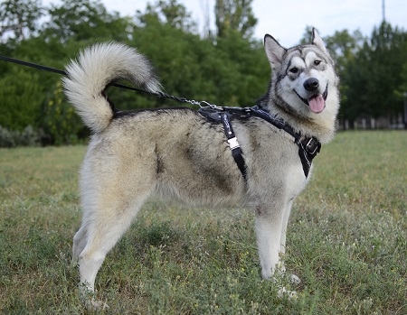 Pettorina 
dipinta a mano per Alaskan Malamute