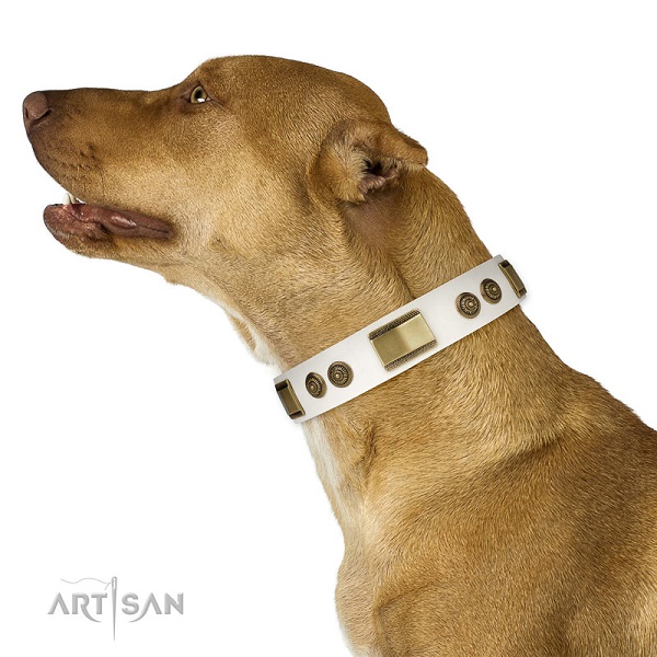 Pitbull con confortevole collare FDT Artisan