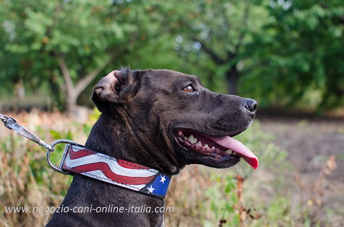 Originale collare con
disegno di bandiera americana indossato da Pitbull