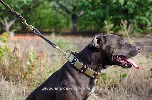 Collare con piastrine e
borchie a piramidi idossato da Pitbull