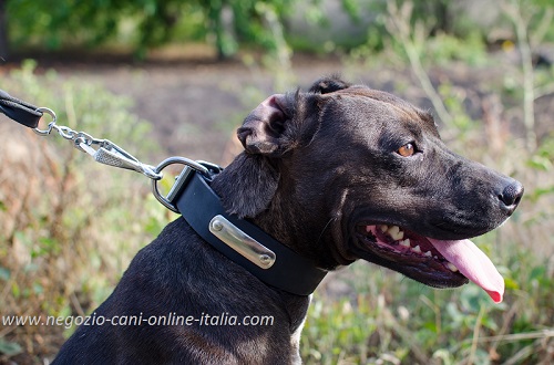 Collare in cuoio con targhetta personalizzata indossato
da Pitbull