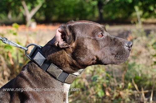 Collare in cuoio con piastrine
idossato da Pitbull