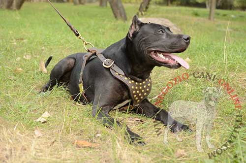 Pitbull con elegante pettorina in cuoio color marrone
collegata con guinzaglio