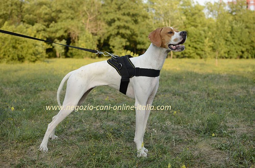 Pettorina in nylon con guinzaglio indossata su
Pointer Inglese