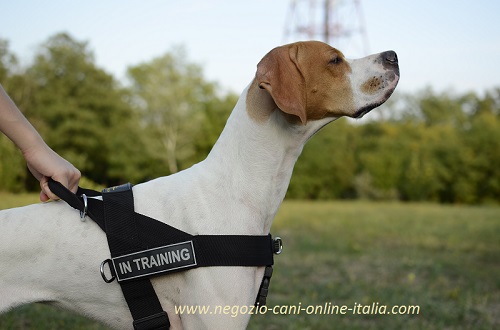 Pointer Inglese con bellissima pettorina in nylon