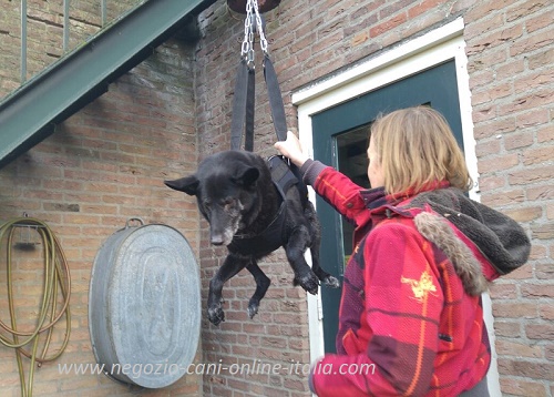 Pettorina speciale per cane