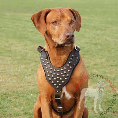 Stupenda pettorina in pelle naturale
per cani di taglia grande come Rhodesian Ridgeback