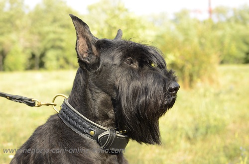 Cane di razza Riesenschnauzer con il collare in cuoio
decorato indosso