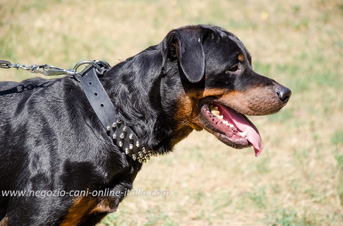 Collare in cuoio con borchie a punta in acciaio
per cani grandi e forti come Rottweiler